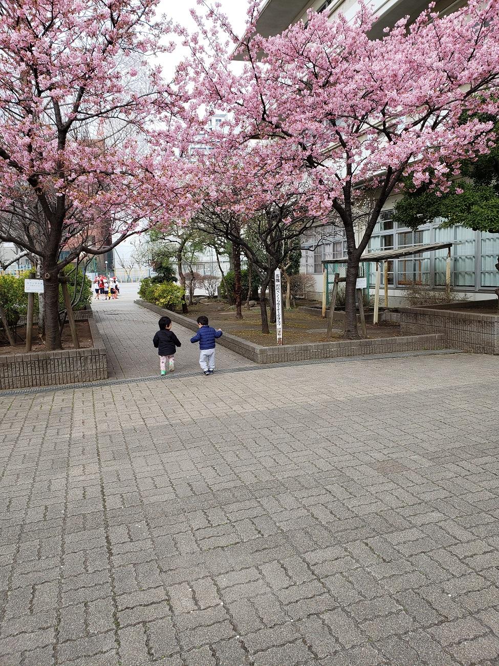 もっと桜がさきました！写真１